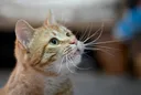 Belgisch onderzoek naar mysterieus kattengedrag onthult methoden voor conflictoplossing