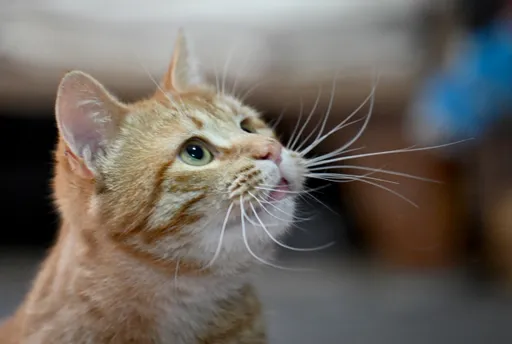 Belgisch onderzoek naar mysterieus kattengedrag onthult methoden voor conflictoplossing
