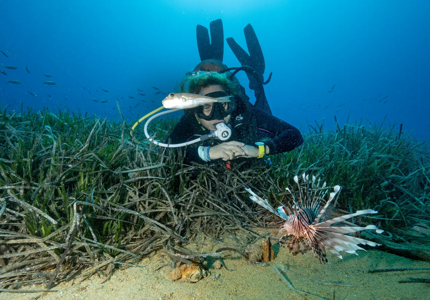 Climate crisis drives spread of invasive species across warming Mediterranean