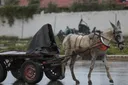 Allemagne: Un âne fait irruption dans une camionnette et blesse ses occupants