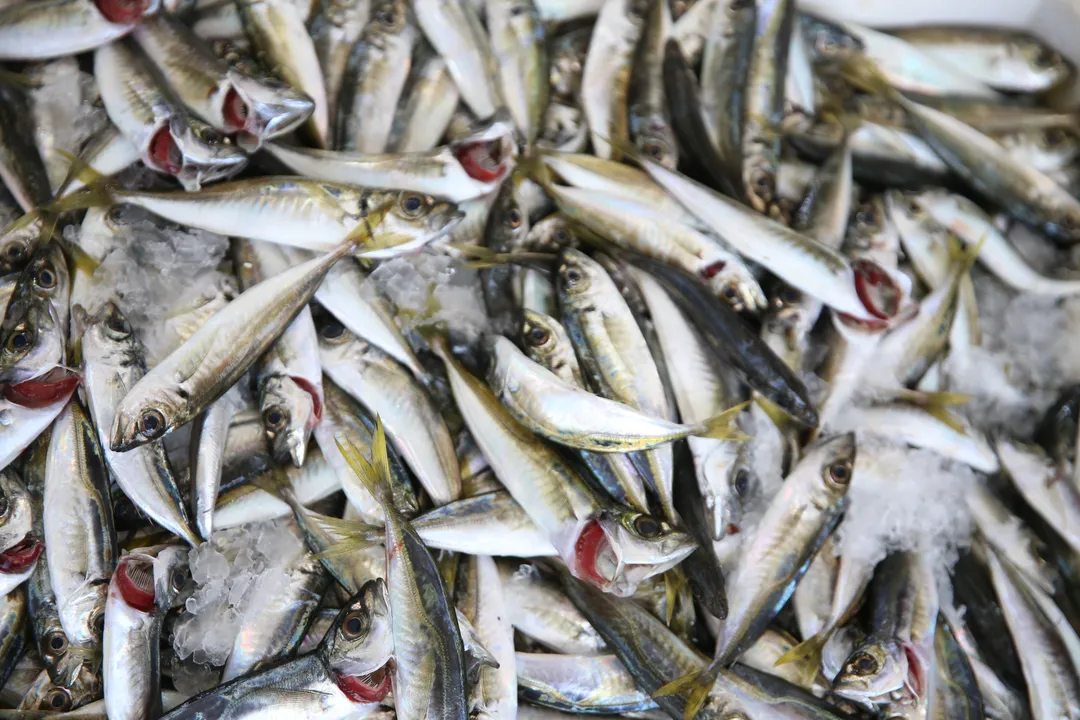 Nigeria dey import fish wey worth about $1 billion every year — Dangote