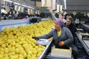 トルコのレモン輸出、4か月で1億9,500万ドルに