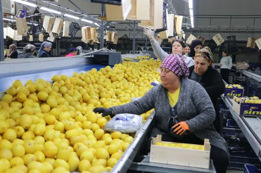 Թուրքիան 4 ամսում արտահանել է 195 միլիոն դոլարի կիտրոն