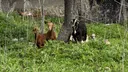 È emerso che le capre sono in grado di seguire la voce umana per trovare cibo