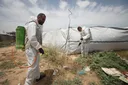 El 83% de los refugios para desplazados en Gaza está infestado de ratas e insectos, alerta la ONU