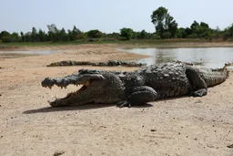 Israël envisage des crocodiles pour empêcher l’évasion de détenus palestiniens