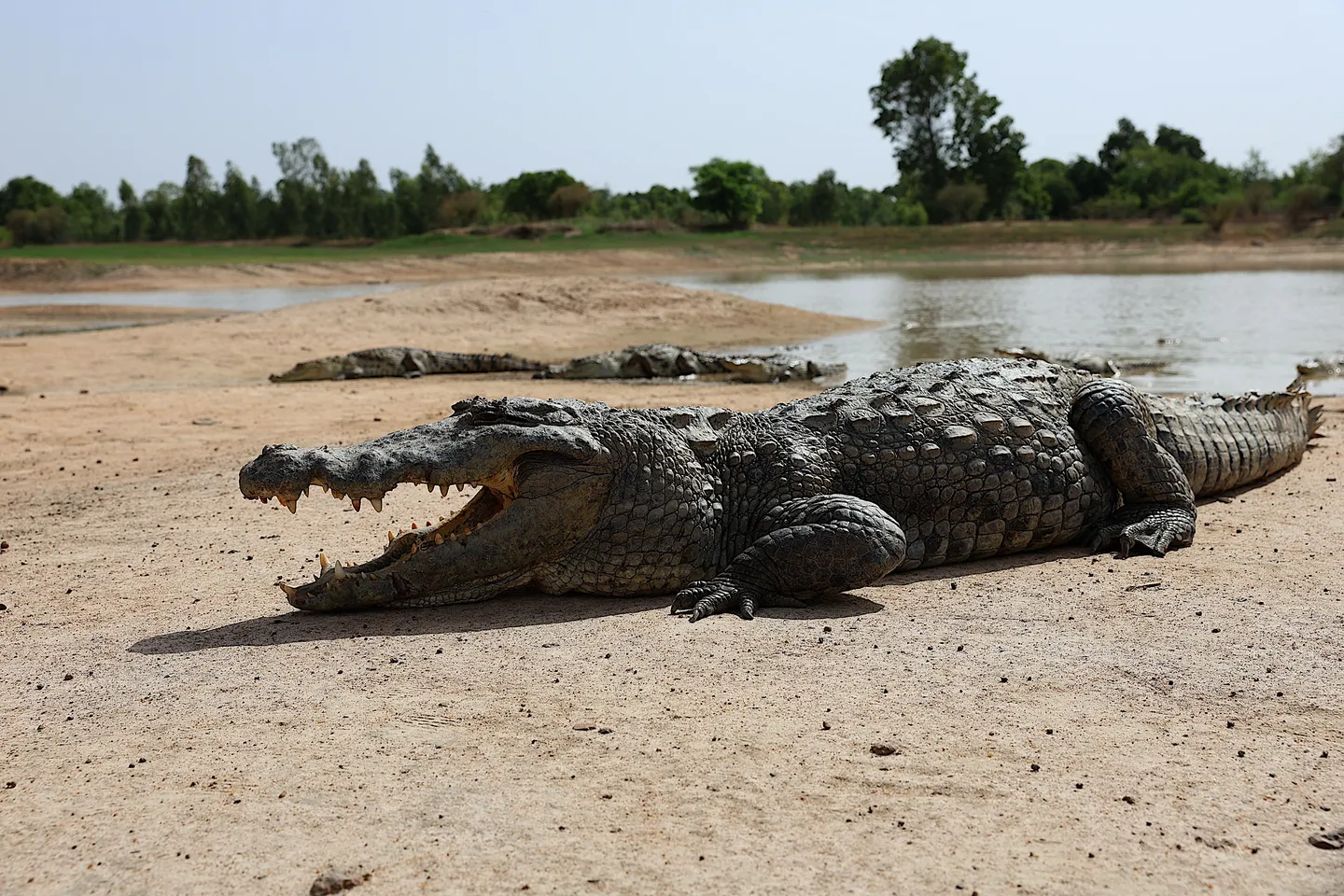 Israël envisage des crocodiles pour empêcher l’évasion de détenus palestiniens
