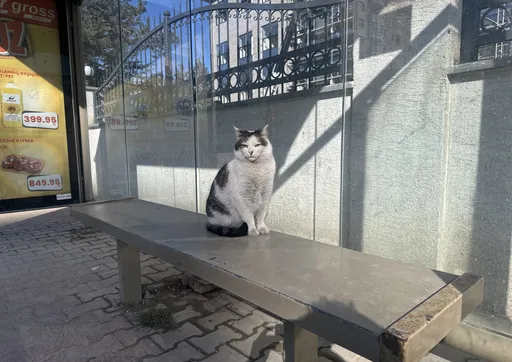 A fost descoperită o metodă inedită de a comunica cu pisicile