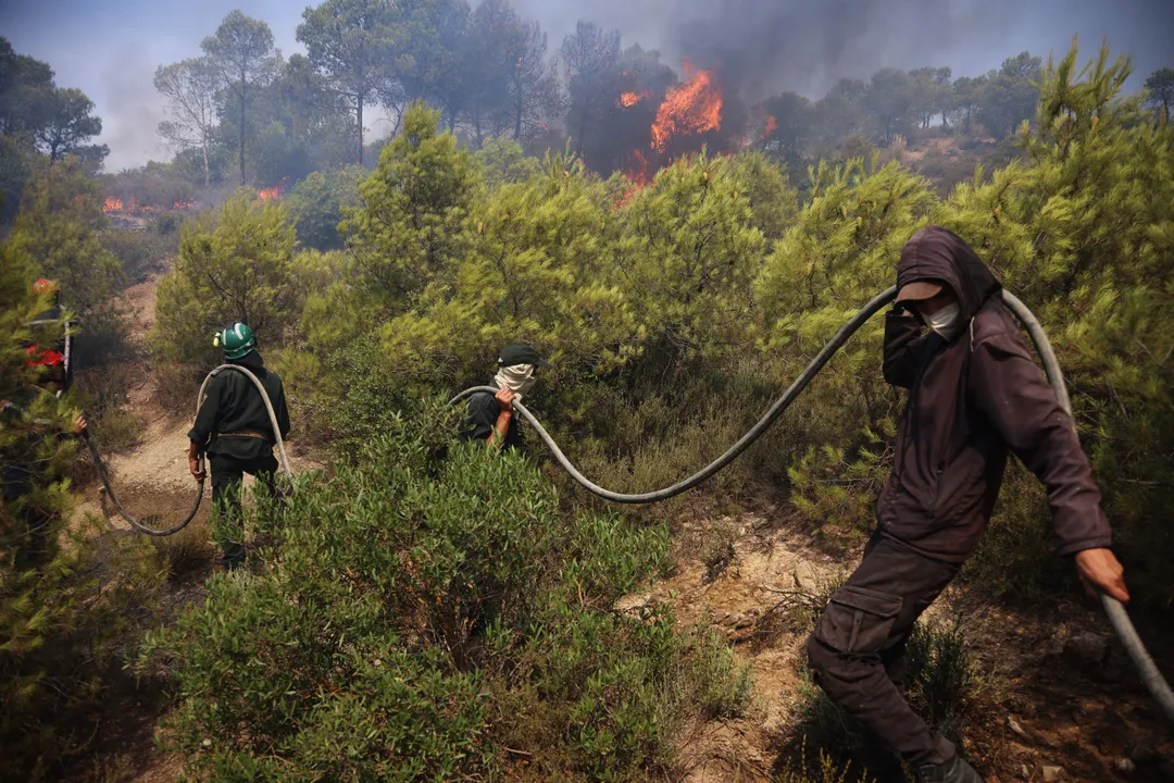 الجزائر کے جنگلات میں آگ، 12 افراد ہلاک