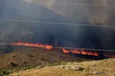 Italia: Incendiatori surprinși folosind pisici pentru a declanșa incendii de pădure
