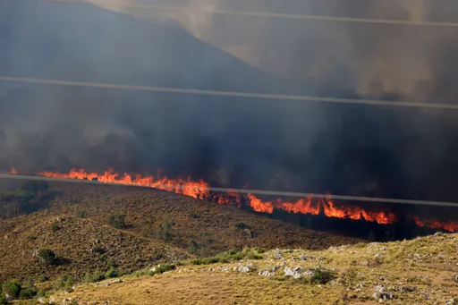 Italia: Incendiatori surprinși folosind pisici pentru a declanșa incendii de pădure