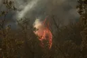 Incendiile de vegetație din Europa: Morți și zeci de mii de persoane evacuate