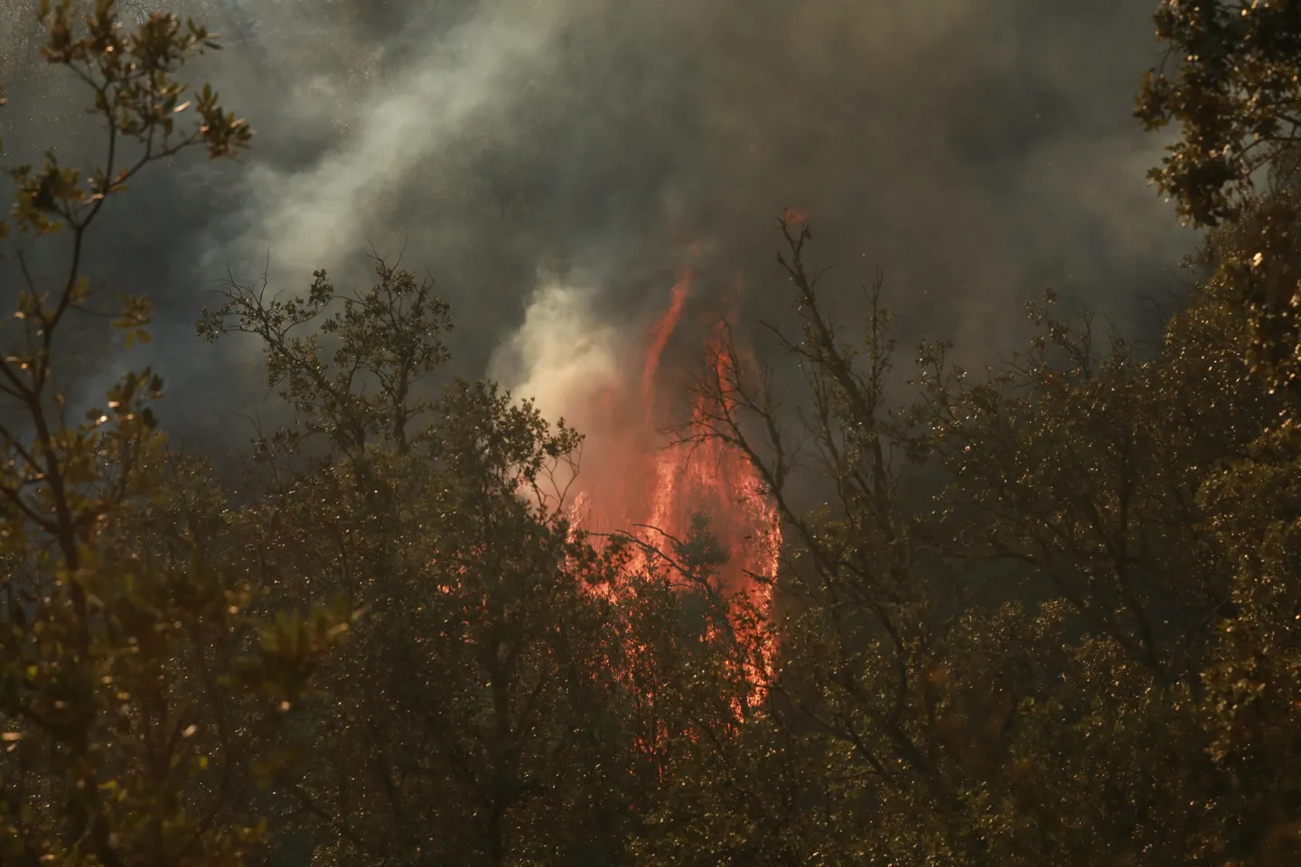 Incendiile de vegetație din Europa: Morți și zeci de mii de persoane evacuate