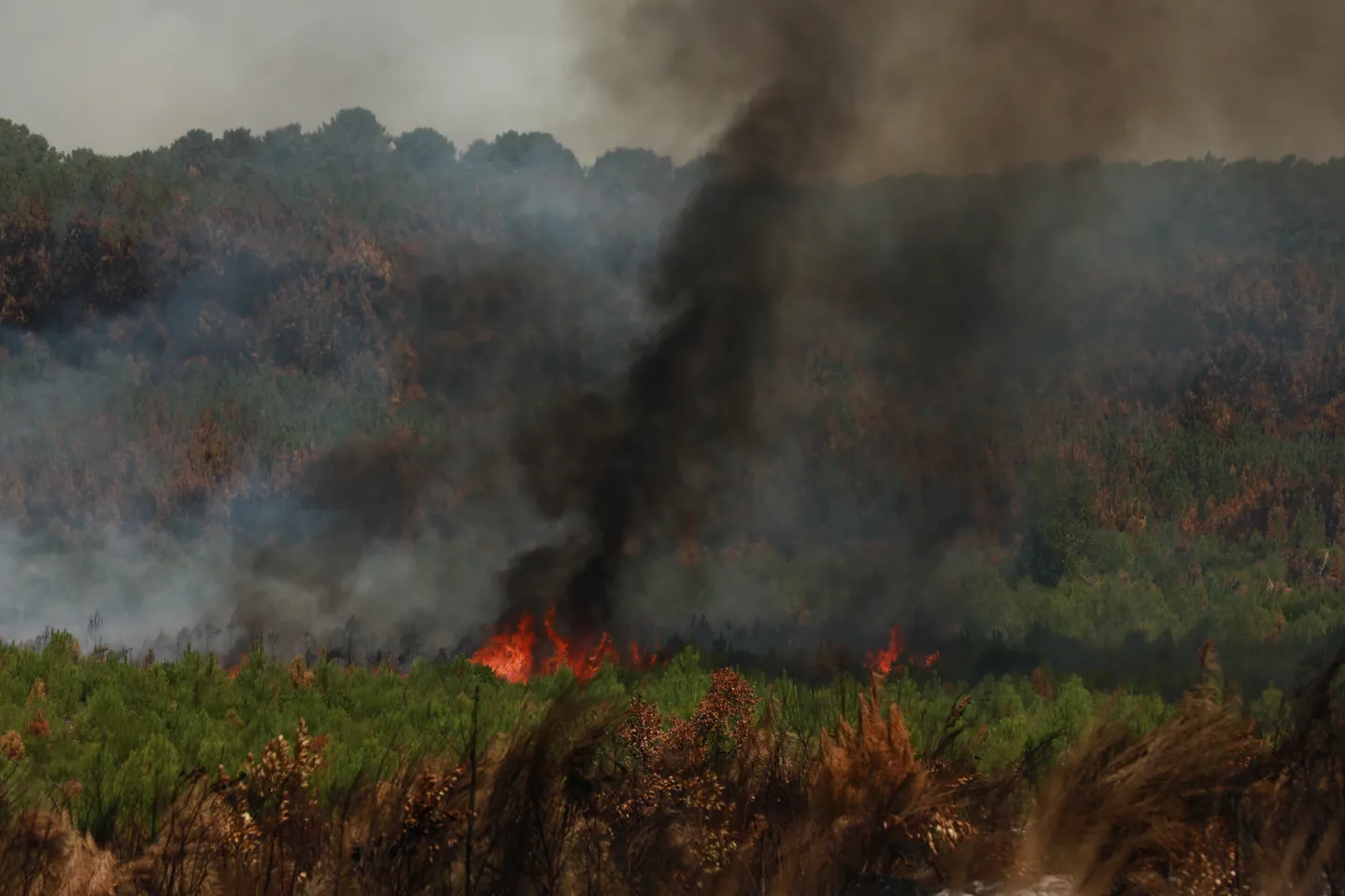 Incêndios florestais atingiram uma área equivalente à superfície total de três países