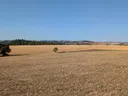 Френското правителство ще предостави спешна помощ на фермерите, засегнати от сушата