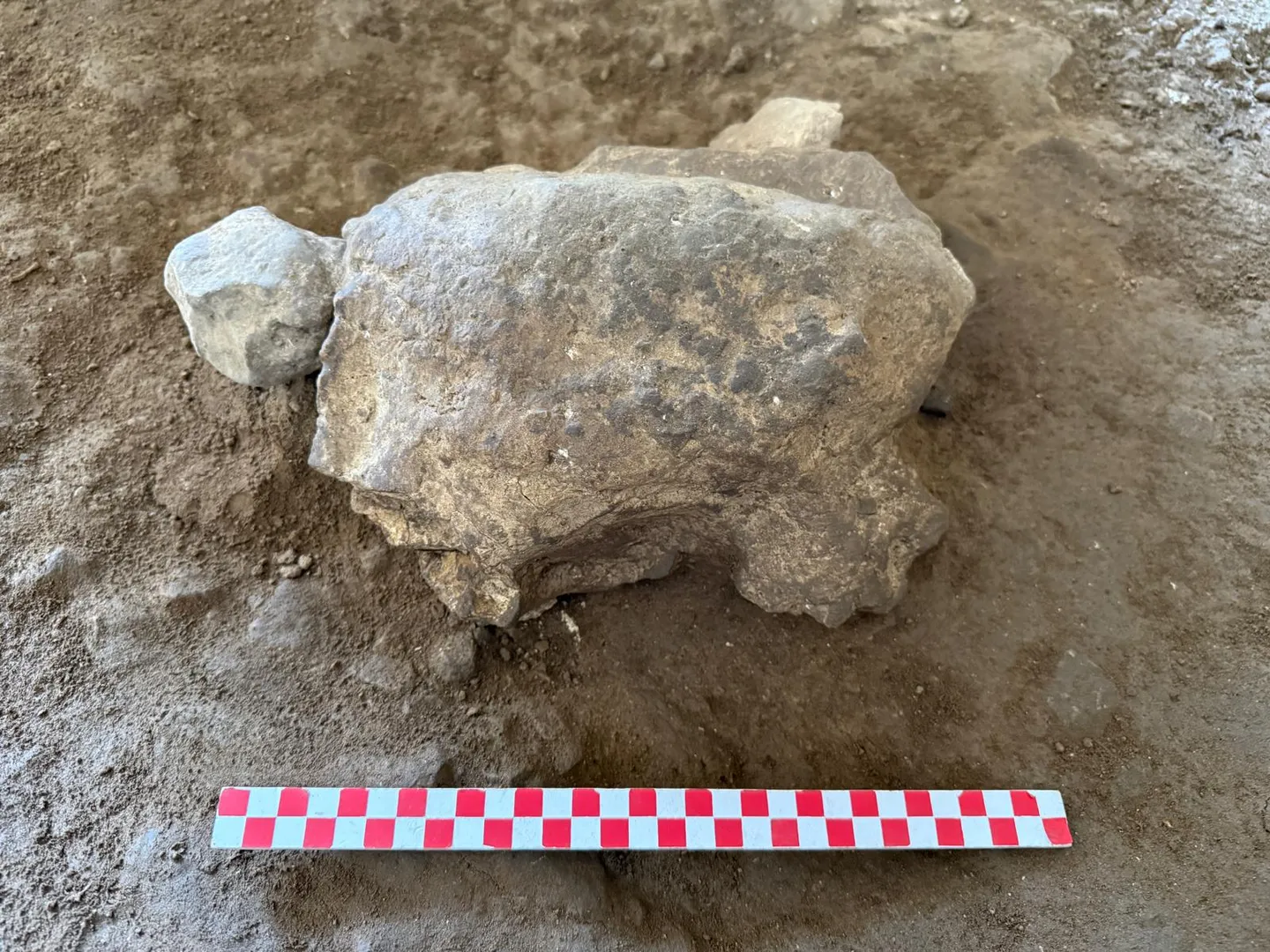 25 turtle figurines dating back 16,500 years unearthed in Türkiye