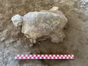 25 turtle figurines dating back 16,500 years unearthed in Türkiye