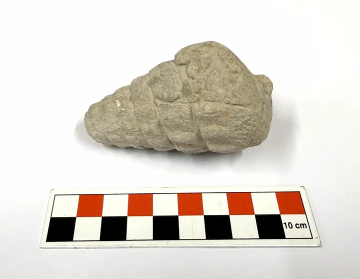 Ancient 66-million-year-old fossil unearthed in Türkiye’s capital