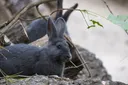 Najstariji zoološki vrt na svijetu dom je rijetkih divljih životinja u Beču