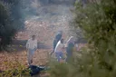 Illegal Israeli settlers attack Palestinian olive harvesters in occupied West Bank