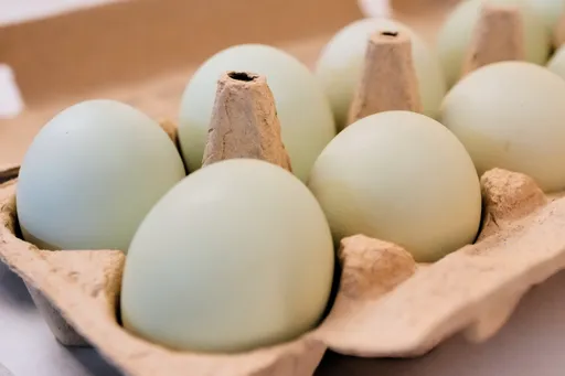 Belgjika raporton 306 raste me salmonelë nga vezët e kontaminuara
