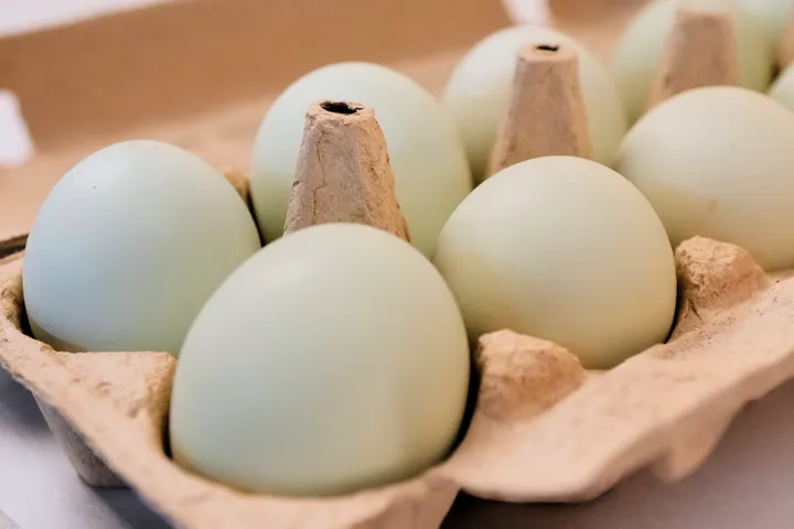 Belgjika raporton 306 raste me salmonelë nga vezët e kontaminuara