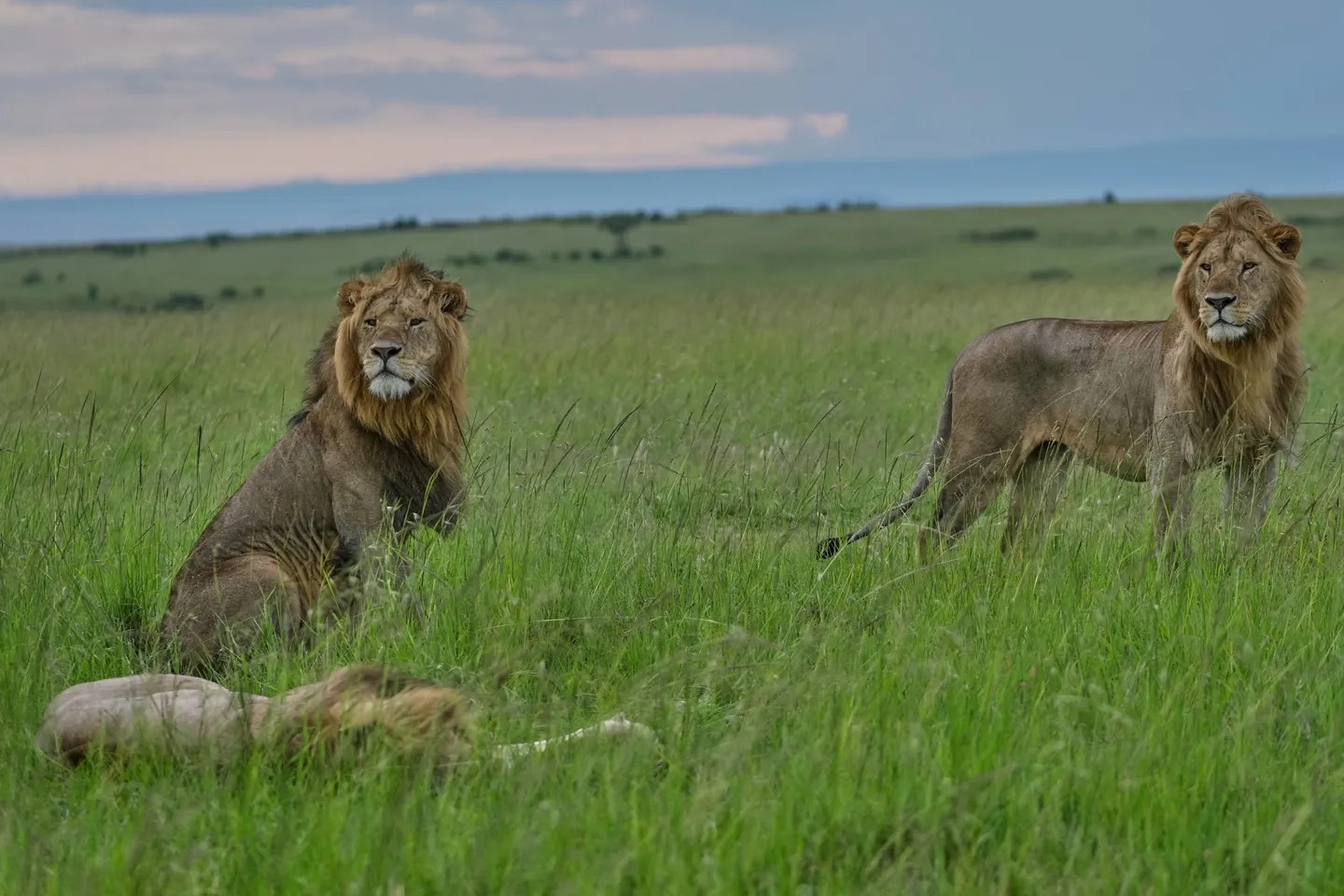 Tanzanie : 10 lions meurent après une "ingestion de poison" dans une réserve naturelle