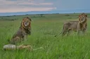 Tanzanie : 10 lions meurent après une "ingestion de poison" dans une réserve naturelle