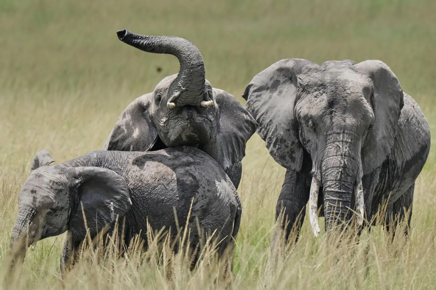 Kenya investigates suspected cyanide poisoning after deaths of 16 elephants
