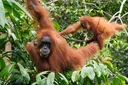 Banjir Sumatera hilangkan sekitar 7 persen populasi orangutan Tapanuli: laporan