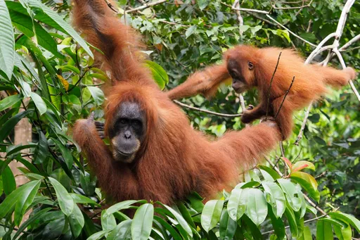 Banjir Sumatera hilangkan sekitar 7 persen populasi orangutan Tapanuli: laporan