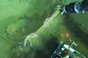Cel mai mare cimitir de balene descoperit în Oceanul Indian