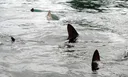 Woman dies after shark attack in South Africa