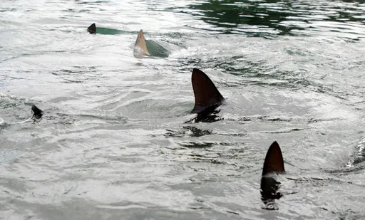 Woman dies after shark attack in South Africa
