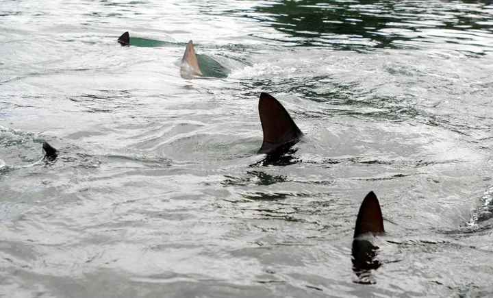 Woman dies after shark attack in South Africa