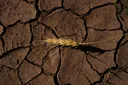 Si avvicina "El Niño" più potente: Come influenzerà il meteo e l'economia?