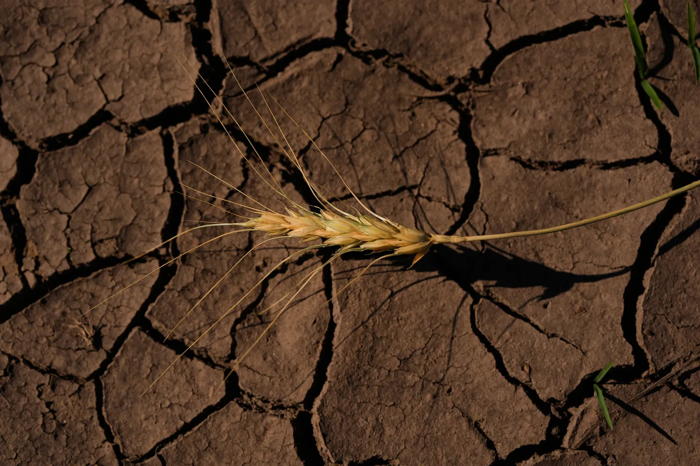 Si avvicina "El Niño" più potente: Come influenzerà il meteo e l'economia?