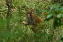 Indonesia traps monkey suspected of terrorising town and injuring 17 people