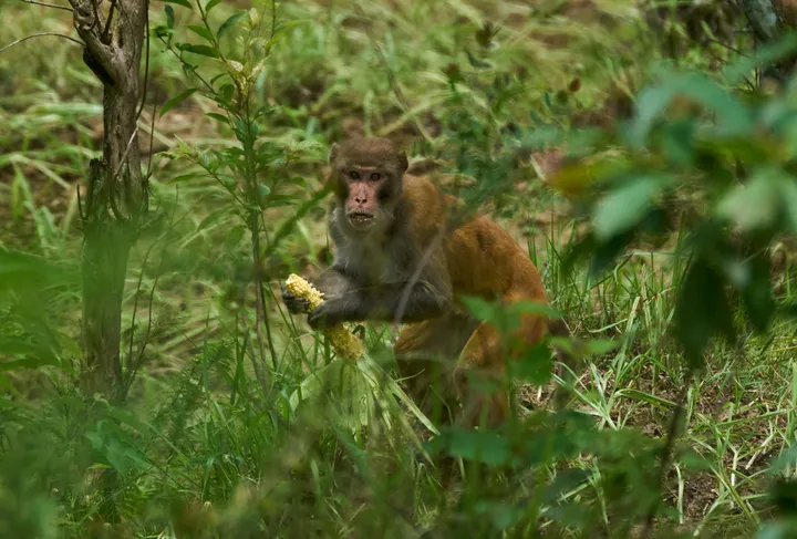 Indonesia traps monkey suspected of terrorising town and injuring 17 people