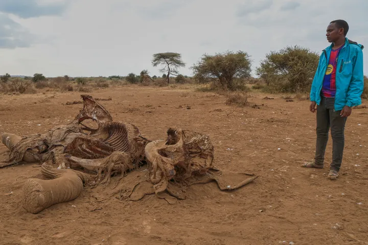 Kenyan farmers dispute cyanide poisoning claim in deaths of 15 elephants