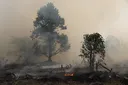 El Nino makin kuat, 95 ribu hektare lahan di Indonesia terbakar sepanjang Juli