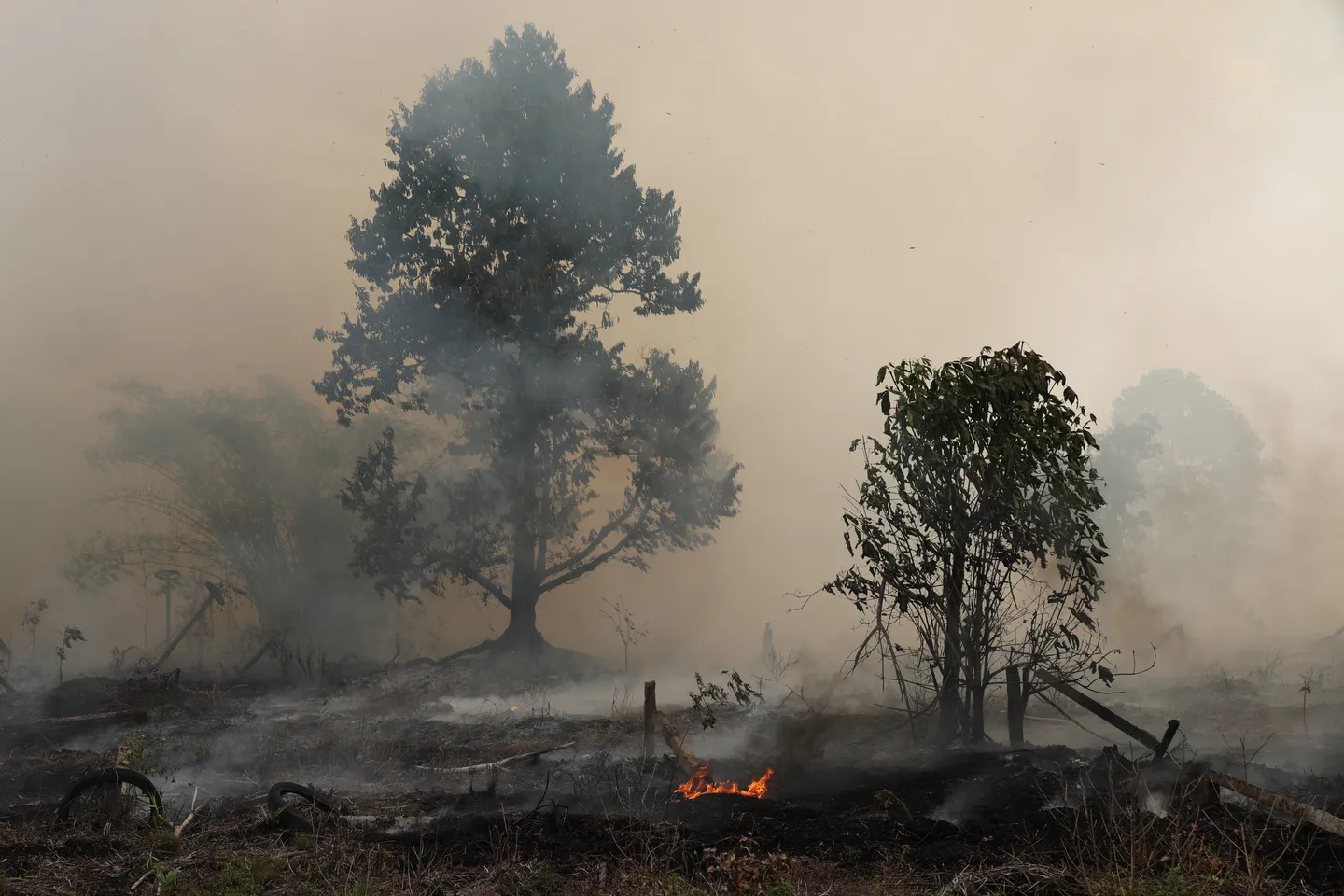 El Nino makin kuat, 95 ribu hektare lahan di Indonesia terbakar sepanjang Juli