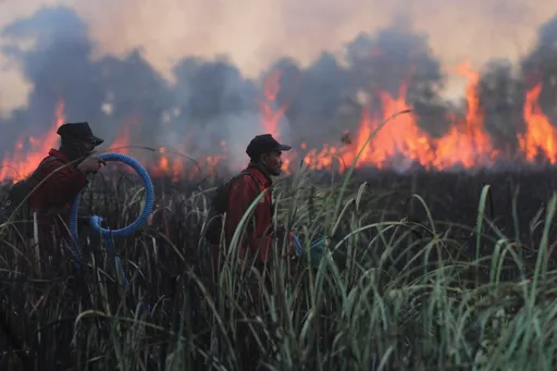 Puncak El Nino pada September, pemerintah siaga hadapi eskalasi karhutla di 6 provinsi