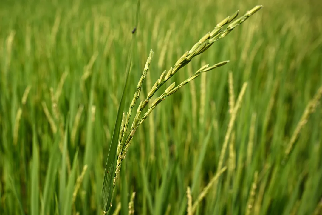 El Niño tingkat risiko inflasi ASEAN, Malaysia berdepan tekanan harga makanan