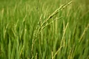 El Niño tingkat risiko inflasi ASEAN, Malaysia berdepan tekanan harga makanan