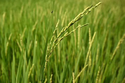 El Niño tingkat risiko inflasi ASEAN, Malaysia berdepan tekanan harga makanan