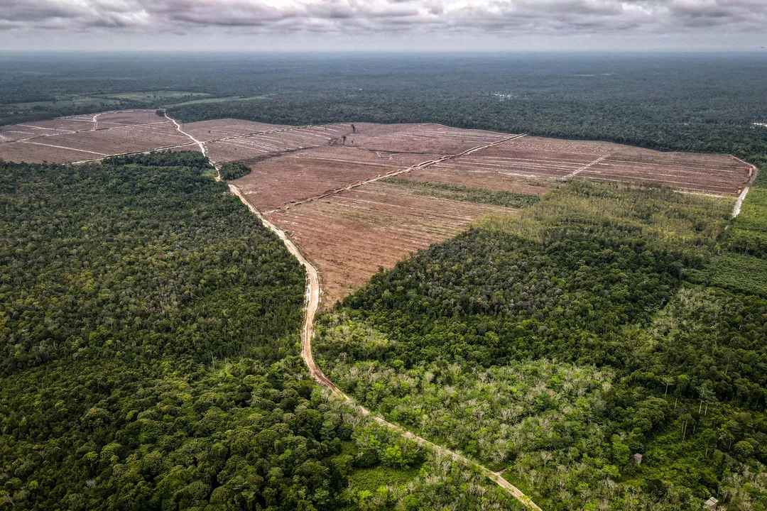 Pemerintah tetapkan 5,67 juta hektare hutan untuk pangan, energi hijau dan jasa lingkungan