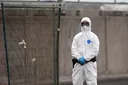 EU-Behörde: Keine Hinweise auf Mutation von Hantavirus