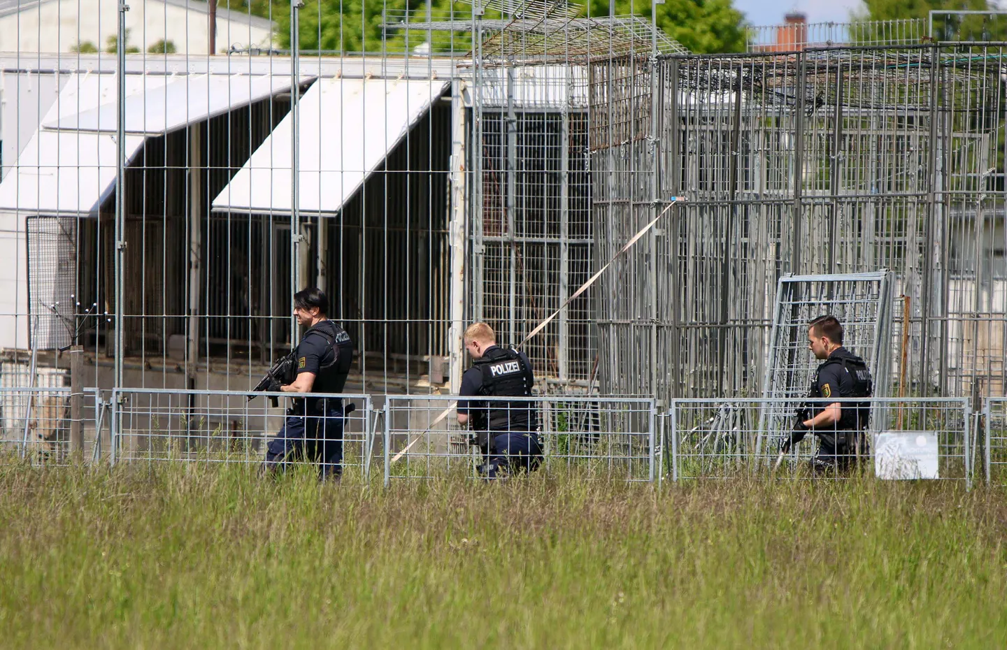 Nach Tiger-Ausbruch: Peta fordert Konsequenzen