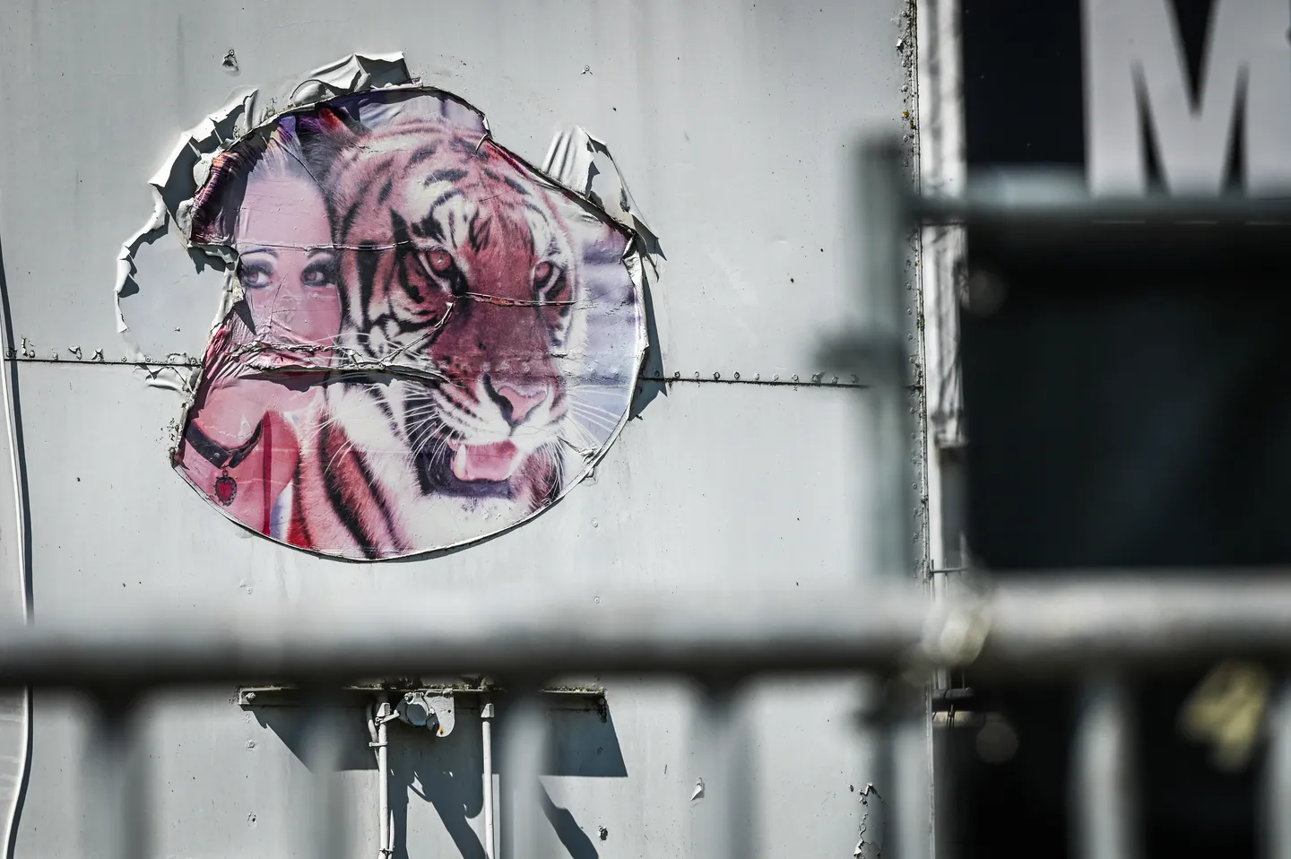 Tödliche Schüsse auf entlaufenen Tiger: Ermittlungen zu Ausbruch in Schkeuditz